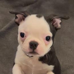 St. Male (black collar) - Black and white male Boston Terrier puppy in Mc Donough, Georgia from Ballard Boston Terriers