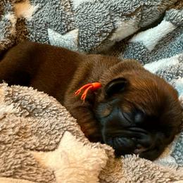 Theo red fawn  from ofa'd parents - Fawn male French Bulldog puppy in Billings, Montana from Montana Made Frenchies