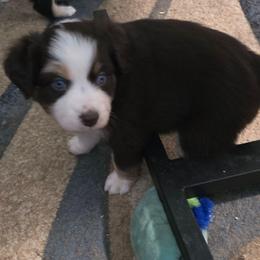 Iris - Red tri-color female Miniature American Shepherd puppy in Vancouver, Washington from BonDrew's Miniature American Shepherds