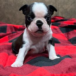 Spot - Black brindle and white male Boston Terrier puppy in Powell, Tennessee from KP Pugs & Boston Terriers