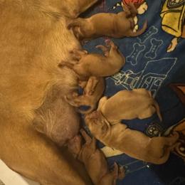 Female 1 - Yellow female Labrador Retriever puppy in Wardensville, West Virginia from Sager’s Labrador Puppies