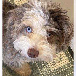 Stella - Bernedoodle