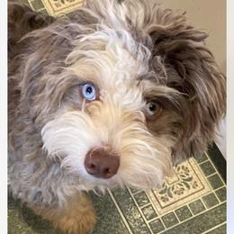 Stella - Bernedoodle