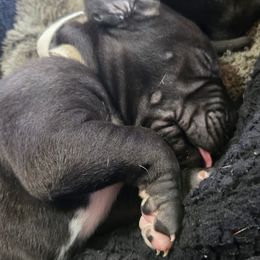 Sally - Black female Great Dane puppy in Rockford, Michigan from Apollo's Great Danes (AGD's)