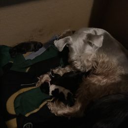 Miniature Schnauzer puppies from Matrix Schnauzers