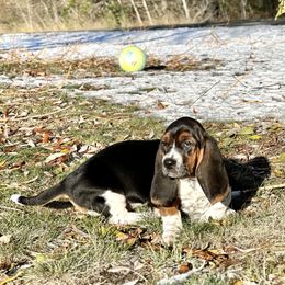 Basset Hound Puppies from Plummer Mountain Kennels