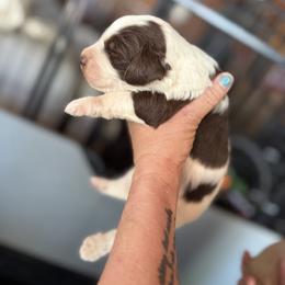 Bernedoodle, Double Doodle, and Saint Berdoodle Puppies from Remington Kennels, LLC