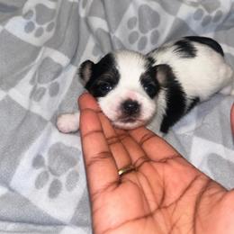 Boots - Parti male Yorkshire Terrier puppy in Gastonia, North Carolina from Banks Dynasty Kennel