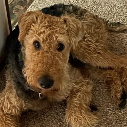 Airedale Terriers from Callahan Ranch Dogs