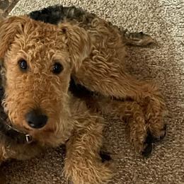 Airedale Terriers from Callahan Ranch Dogs