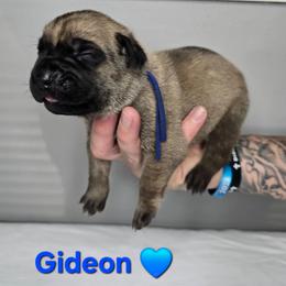 Gideon - Fawn male Cane Corso puppy in Elkhart, Indiana from Martins Almighty Cane Corsos