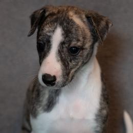 Whippet Puppies from Night Sky Whippets