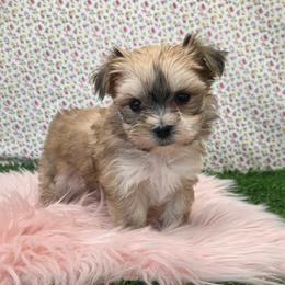 Meadow SMALL - Black & tan tri-color female Morkie puppy in Monticello, Iowa from Ashley’s Puppies