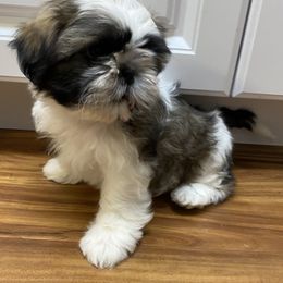 Shih Tzu Puppies from Willow Lane Shih Tzus