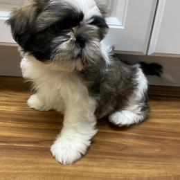 Shih Tzu Puppies from Willow Lane Shih Tzus