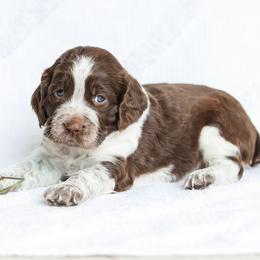 Sage - Liver white and roan female English Springer Spaniel puppy in Atglen, Pennsylvania from Smokey Hollow Puppies