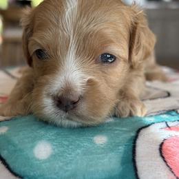 Moonshine - Red female Cavapoo puppy in Yuciapa, California from AlltheDoodlez_