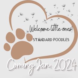 Aussiedoodles, Australian Shepherds, Poodles, and Sheepadoodles from Dande Poodles & Doodles, LLC