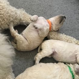 Poodle Puppies from Scotch Corner Standard Poodles