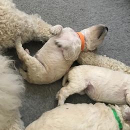 Poodle Puppies from Scotch Corner Standard Poodles