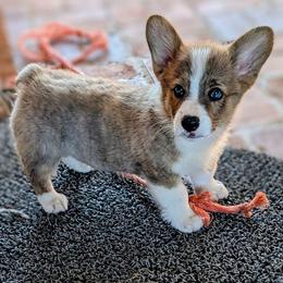 Bobby Jo - Brindle merle and white female American Corgi puppy in Shawnee, Oklahoma from Sunray Ranch