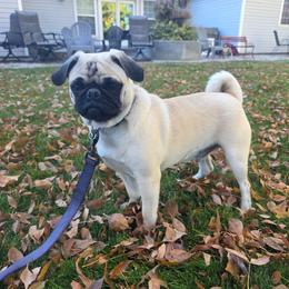 Bruno - Pug