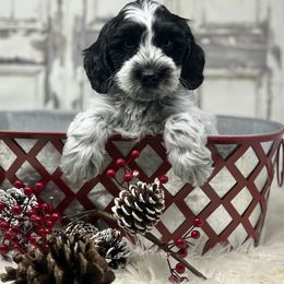 Snoopy - Black and chalk male Australian Labradoodle puppy in Brush Prairie, Washington from Fancy Pants Labradoodles