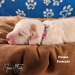 Puma - Parti female Goldendoodle puppy in Peyton, Colorado from Grace N Faith Doodles