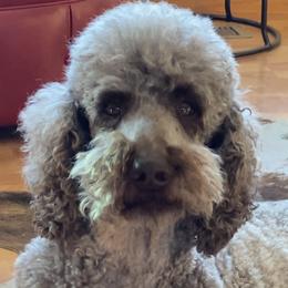 Maverick - Poodle