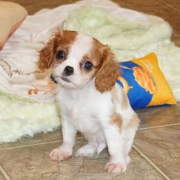 Tiny Teddy - Blenheim male Cavalier King Charles Spaniel puppy in Pleasant City, Ohio from cywood's ohio cavaliers