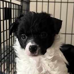 Chinese Crested puppies from BryMar Chinese Cresteds