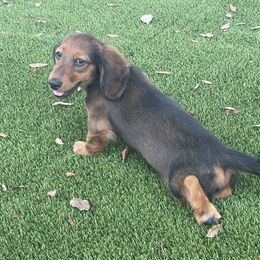 Dachshund Puppies from EntityDachs