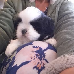 Shih Tzu Puppies from Jazzie Shih Tzu