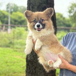 PIPER- - FLUFF - Red female Pembroke Welsh Corgi puppy in Nashville, Arkansas from Whisenhunt Farms
