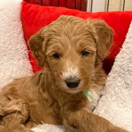 Bubbles - teal collar - Apricot female Goldendoodle puppy in Puyallup, Washington from Dawnie’s Doodles