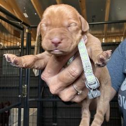 White - Yellow male Labrador Retriever puppy in Newton Grove, North Carolina from Wayalife Labradors & Gsp’s