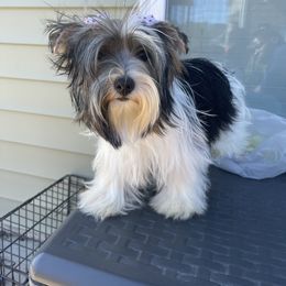 Khloe - Yorkshire Terrier