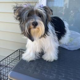 Khloe - Yorkshire Terrier