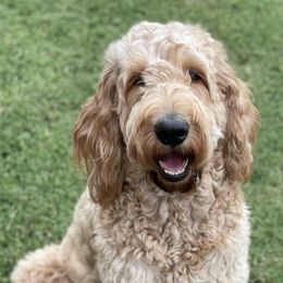 Goldendoodles from Honeydoodle AZ