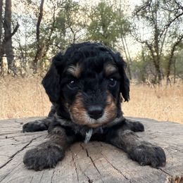 Abby - Black and tan female Cavapoo puppy in Redding, California from O’Hara  Doodles