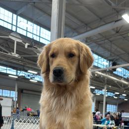 Golden Retriever Puppies from Goldens