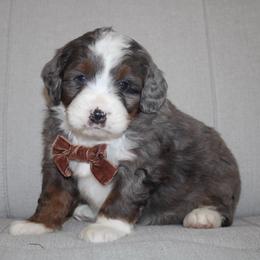 Duke - Blue merle male Bernedoodle puppy in Apple Creek, Ohio from Kathryn Troyer
