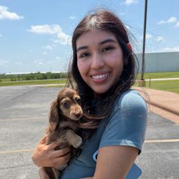 Teddy Grade - Chocolate and cream male Dachshund puppy in Irving, Texas from DFW Dachshunds by G & S