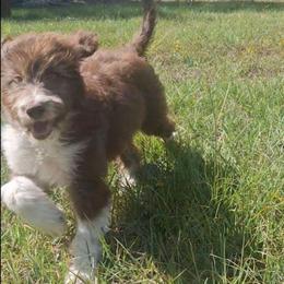 Seraphina - Brown and white female Aussiedoodle puppy in Grand Saline, Texas from Aussies Acre