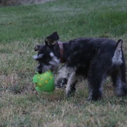 Miniature Schnauzer Puppies from Rose Lane Schnauzers