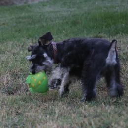 Miniature Schnauzer Puppies from Rose Lane Schnauzers