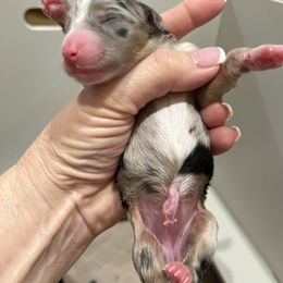 BMF- lime green (Name TBD) - Blue merle female Australian Shepherd puppy in Hayward, California from Grissom’s Aussies
