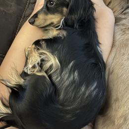 Oreo - Dachshund