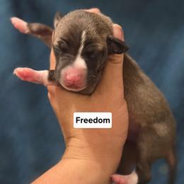 Freedom - Seal female Italian Greyhound puppy in Parsons, Kansas from Feathered Cactus Farm