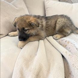 Sable Female - Sable female German Shepherd puppy in Tafton, Pennsylvania from Pocono GSD